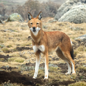 Meru Publishing specialises in Books about Ethiopia