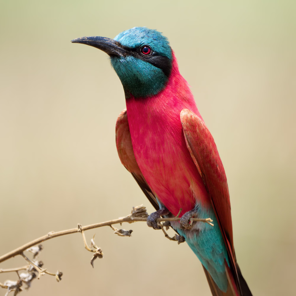 Meru Publishing specialises in Books about Ethiopia