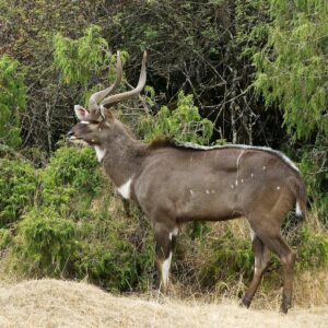 Meru Publishing specialises in Books about Ethiopia