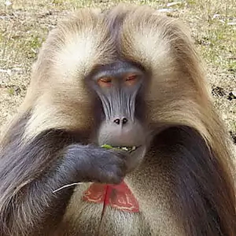 Meru Publishing specialises in Books about Ethiopia